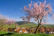 Blick auf Birkweiler mit Mandelblüte. Foto: Südliche Weinstraße, Stefanie Pappon