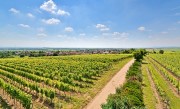 Typisch Rheinhessen: Lichtdurchflutete sanfte Hügel mit Reben - Blick auf Flörsheim-Dalsheim