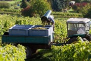 Weinernte 2017 in Deutschland: klein aber fein