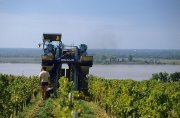 Gutes Wetter während der Blütezeit und der Lese lassen die Winzer im Bordeaux einen sehr guten Jahrgang erwarten.