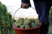 Weinjahrgang 2015 in Deutschland – der Charakter