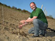 Thomas Zenz, Betriebsleiter des Weinguts Klostermühle Odernheim, pflanzt Pinot-Noir-Reben aus dem Burgund im Langenberg an der Nahe.