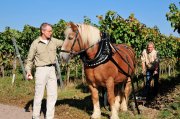 Die Gewinner des  Bundesehrenpreises in Gold: Harald und Uwe Ziegler vom Weingut August Ziegler in Maikammer, Pfalz, mit „Johnny“ bei der besonders schonenden Bodenbearbeitung.