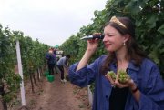 In Edesheim in der Pfalz sind die ersten Bacchus-Trauben gelesen worden - ihr Oechsle-Grad liegt bei 67.