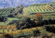 Weingärten im Weinbaugebiet Traisental in Niederösterreich. (Foto: ÖWM/Himml)
