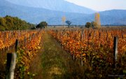 Georgien: Weinland mit 8000 Jahren Tradition
