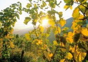 Weinberge bei Birkweiler: Die Qualität der Trauben des Jahrgangs 2015 stimmt schon mal.