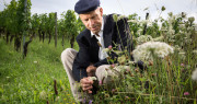 Wein von starken und gesunden Reben - Interview mit Pionier Karl Schefer: &#039;Die Reben stärken statt schwächen&#039;. Gründer von Delinat. Foto: Esther Michel