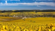 Chablis – die großartigen Chardonnay, eine Perle des Burgund. Blick auf den Ort mit den Crand Cru Lagen darüber. Foto: Sébastien Boulard - Adobestock