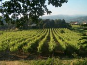 Vinho-Verde-Weine – frisches Grün im Glas