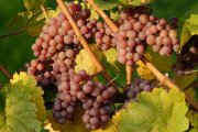 Roter Riesling in den Reben (Foto: Reinhard Antes)