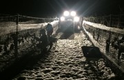 Eiswein Jahrgang 2017 – gibt’s in Österreich