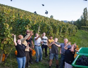 Weingut Maximilian Bohnert sehr zukunftsorientiert: will in fünf Jahren alles auf PIWI-Sorten umgestellt haben. Feiern hier das Ende der Weinlese