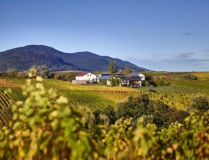 Weingut Erlenwein in der Südpfalz aufstrebendes Weingut in idyllischer Lage zwischen Ilbesheim und Leinsweiler