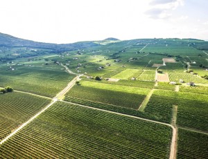 Weingut Jammertal in Ungarn