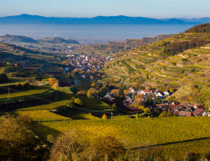 Liebliche Weinlandschaft im Kaiserstuhl: In der Mitte Oberbergen umgeben von der Lage Baßgeige, vorne rechts Schelingen. Gute Tropfen gibt&#039;s bei der Winzergenossenschaft Oberbergen. Foto: Westend61 / Werner Dieterich - Adobestock