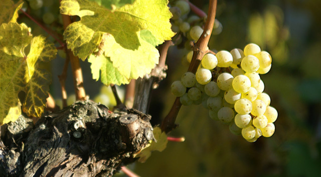 Riesling – a most important grape variety