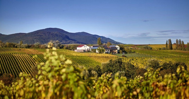 Weingut Erlenwein in der Südpfalz