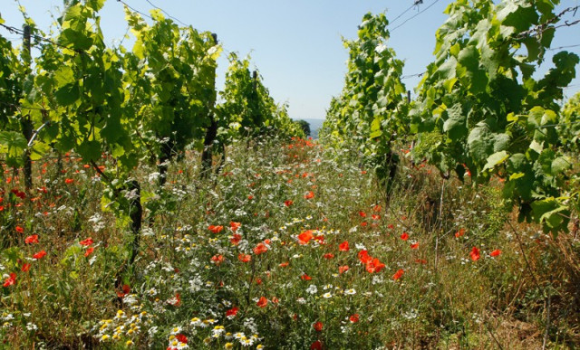 Weingut Galler, Bio-Weingut in Kirchheim an der Weinstraße