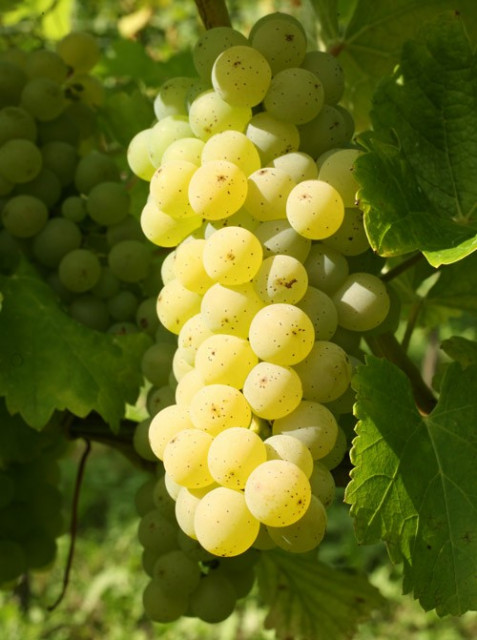 Die Weine, die knackige Frische bringen: Sauvignon Blanc Forum in Auggen