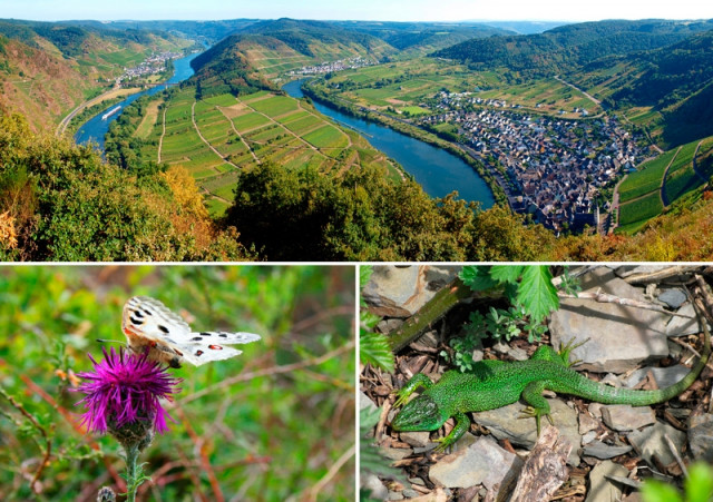 Tage der &quot;Lebendigen Moselweinberge&quot; – 20. und 21. Mai 2017