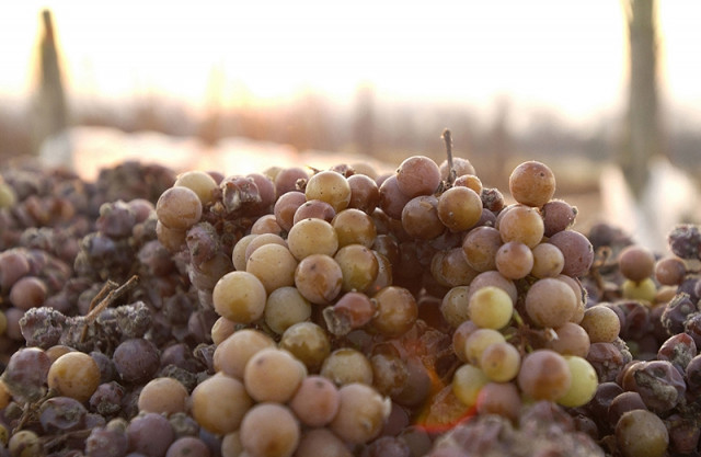 Jetzt doch noch: Eiswein vom Jahrgang 2015 gelesen