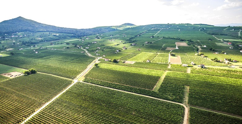 Weingut Jammertal in Ungarn