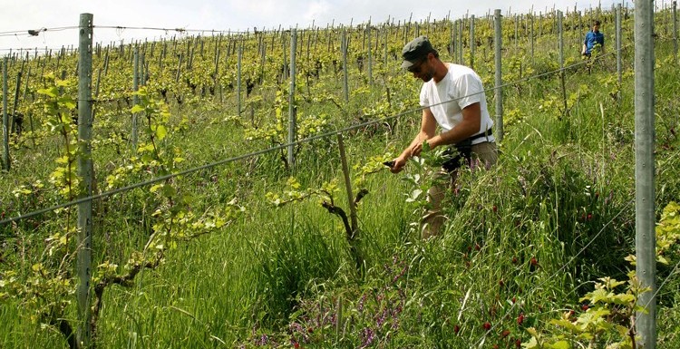 Weingut im Hagenbüchle, Achim Stilz, in Schnait/Württemberg, ein PIWI Pionier – 2008 gepflanzten Pinotin noch nie gespritzt