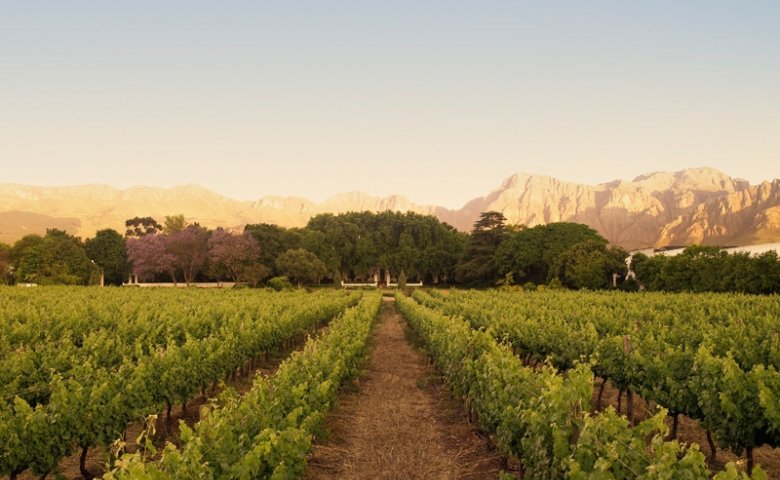 Weinbau in Paarl, der Region in Südafrika, wo die besten Weine wachsen.