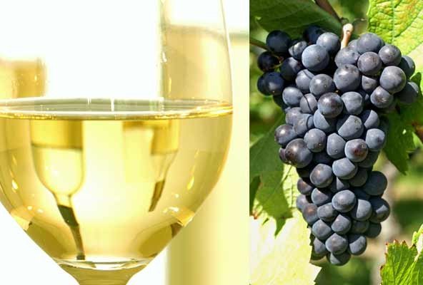 White wine from black grapes?