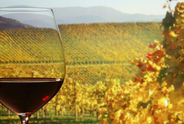 The Baden winegrowing region