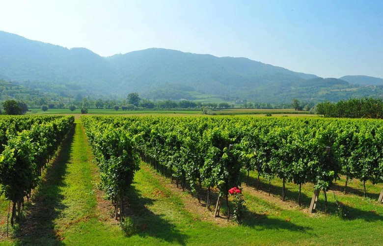 Colli Berici – das verborgene Qualitätsweinbaugebiet im Veneto, quasi der „Kaiserstuhl der Poebene“