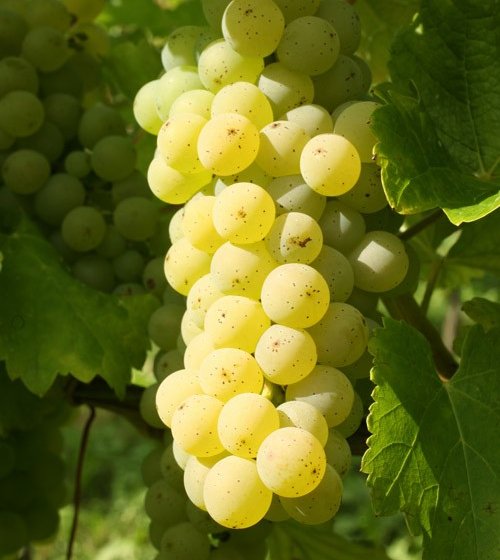Sauvignon Blanc. Foto: ds-press