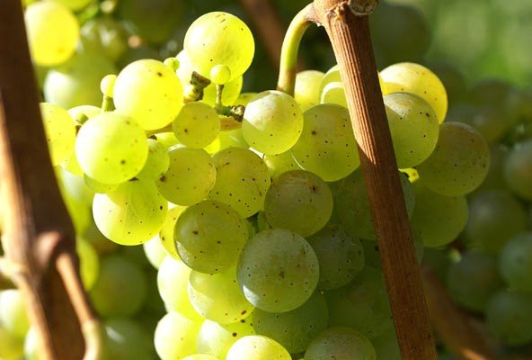 Riesling - eine der wichtigsten Weißweintrauben