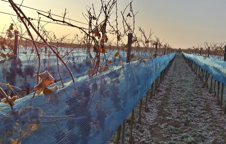 Eisweinlese in der Pfalz