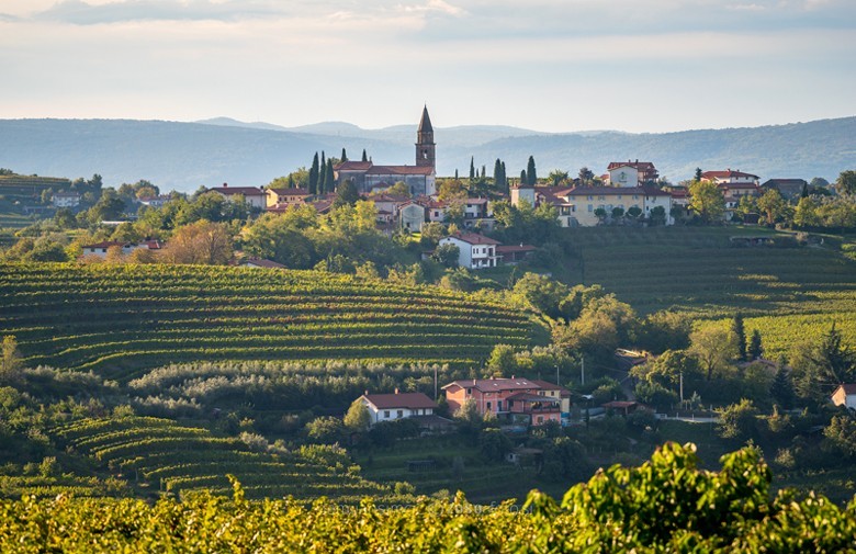 Die sanfte, hügelige Weinregion Brda in Slovenien, im Bild Biljana