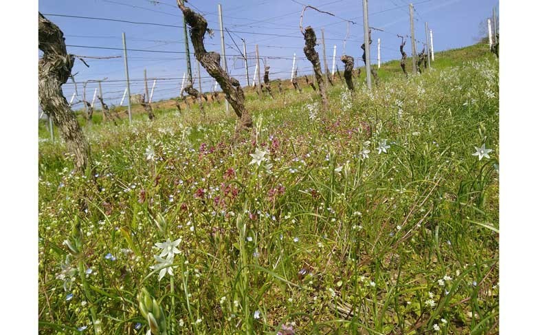 Biodiversität im Weinbau: Neue Maßnahmen und Forschung - Projekt AMBITO: Entwicklung und Anwendung eines modularen Biodiversitäts-Toolkits für den Weinbau in Deutschland