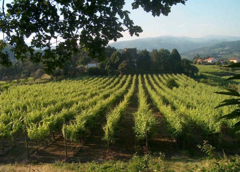 Vinho-Verde-Weine – frisches Grün im Glas