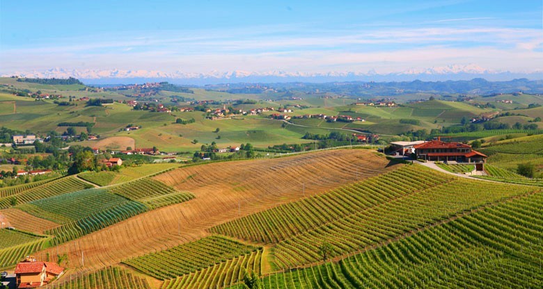 Typische liebliche Landschaft im Barolo mit Blick auf die um 165 km entfernten Alpen. Links hinter dem Wald der Mont Blanc auf der rechten Seite die hohen Gipfel des Monte Rosa Massivs. Foto: bonvinitas