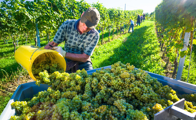 Weinernte 2021 in Deutschland: Menge weitgehend im Durchschnitt - gute Qualität bei schlankeren Weinen