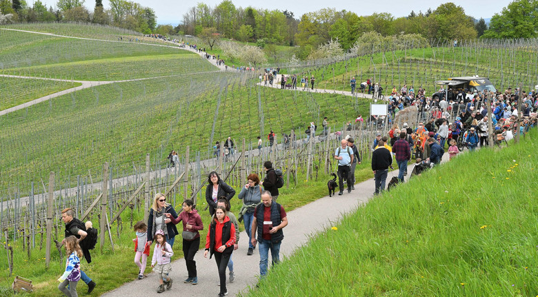 28. April 2024: Waldulmer Weinwanderung - schönes Baden erleben und genießen. Fotot: PR von 2022